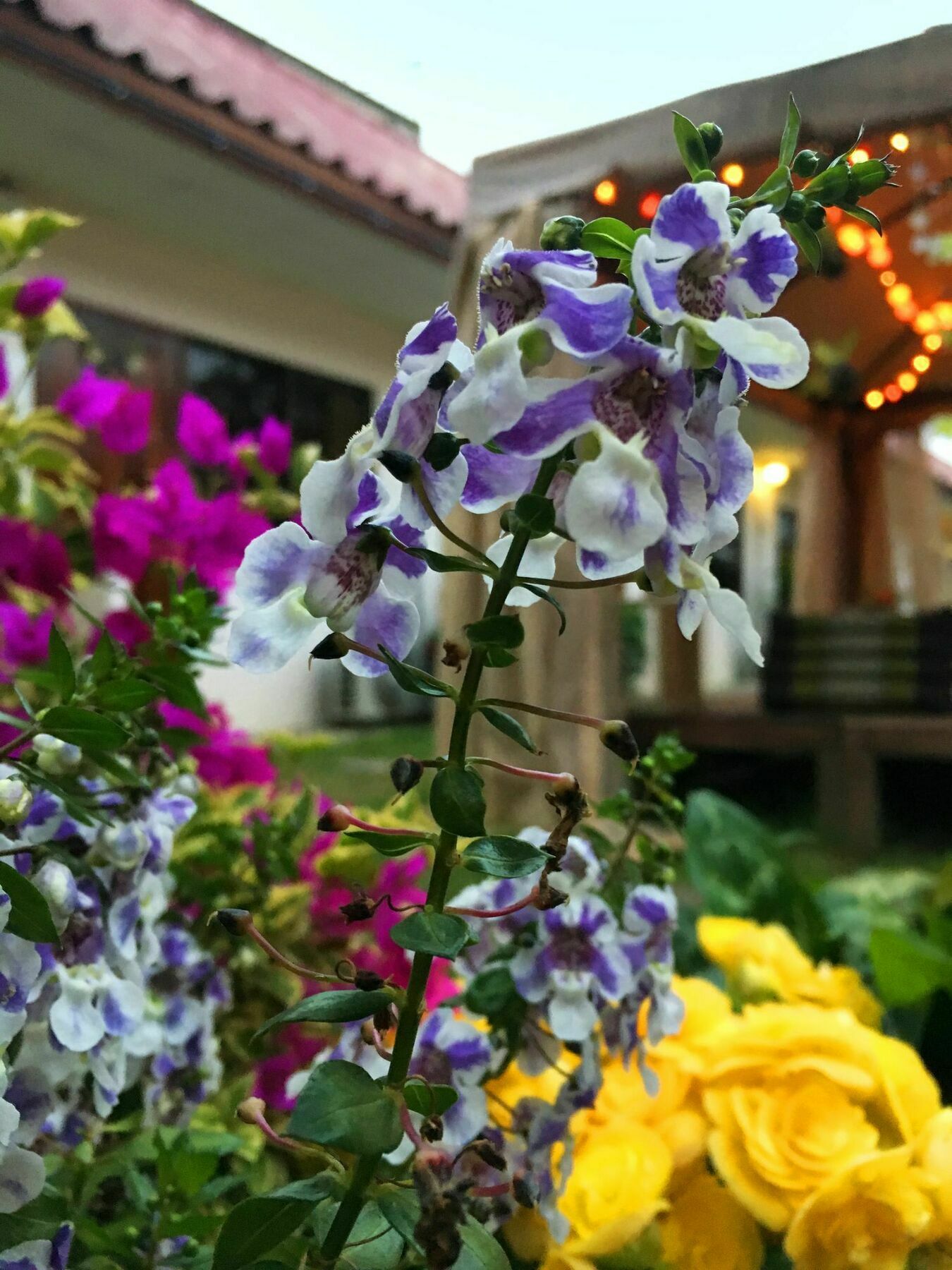 Cshouse Hotell Chiang Mai Eksteriør bilde